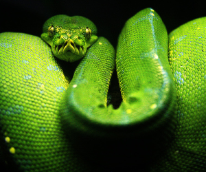 green_tree_python